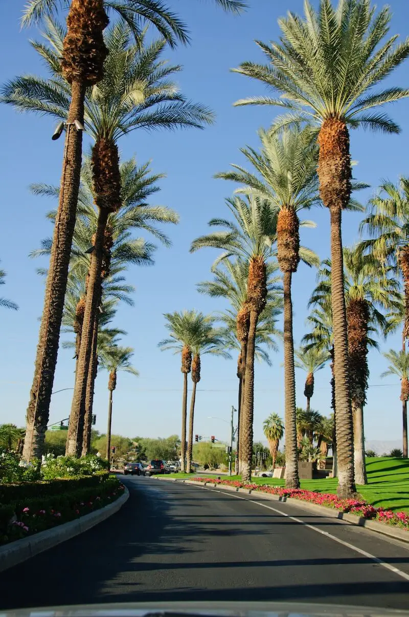 Palm tree-lined street landscape