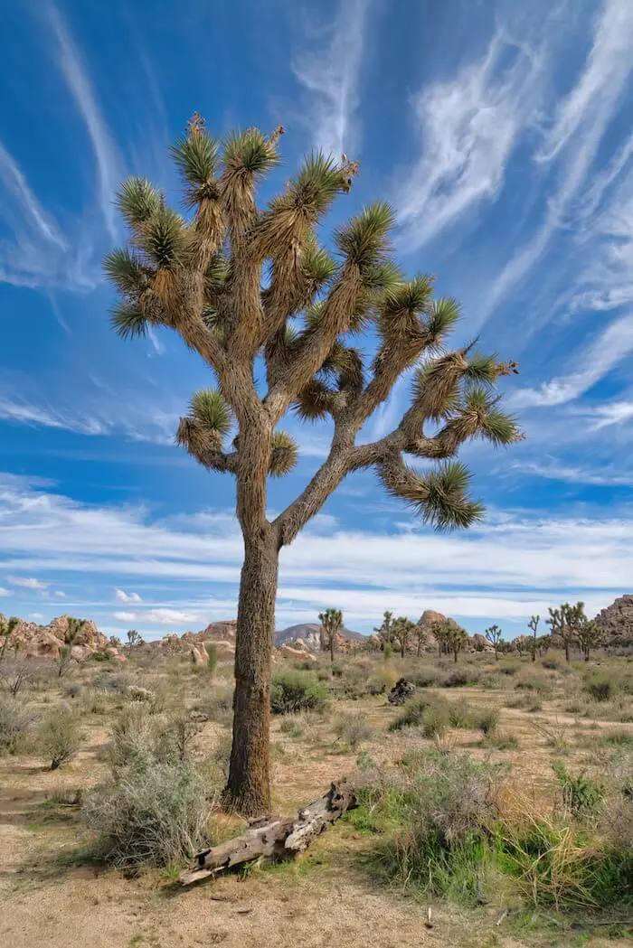 Desert landscape with Joshua tree