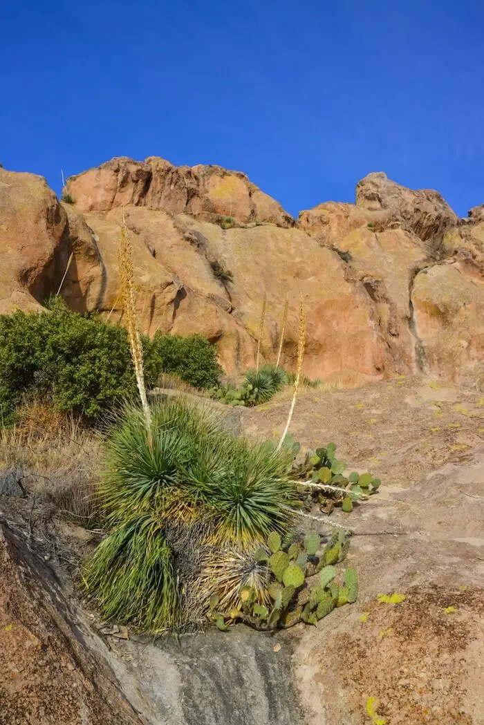 Rocky desert landscape with plants